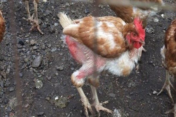 ptérophagie d'oiseau