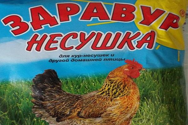 Poule pondeuse Zdravur