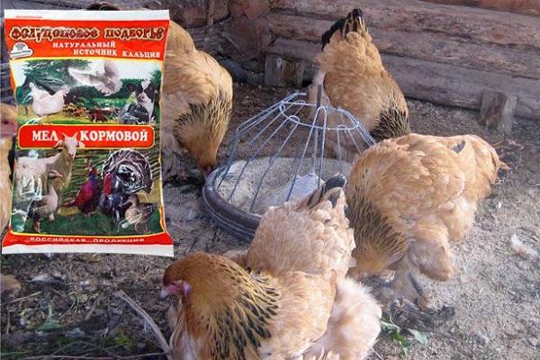 Vögel am Futterautomaten