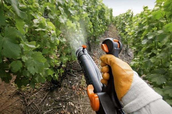 Sprühen Sie die Trauben