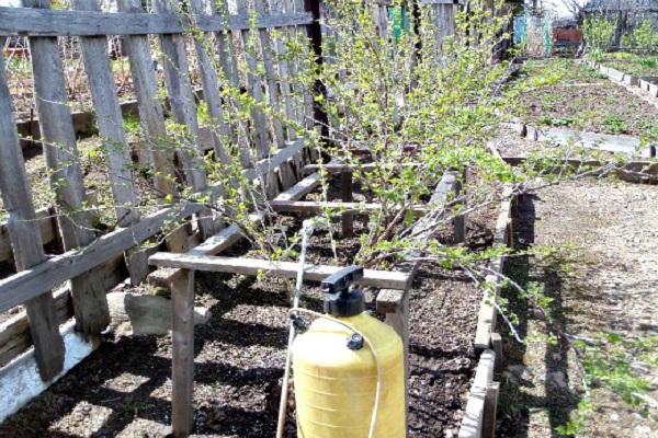 Sprühen Sie die Büsche