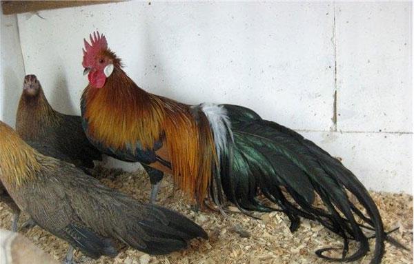 Phönix Hühnerrasse