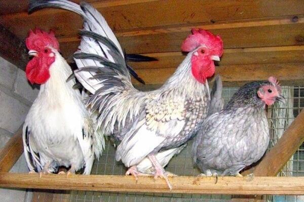 Bentamka Shabo japonais