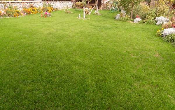 lawn grass that destroys weeds