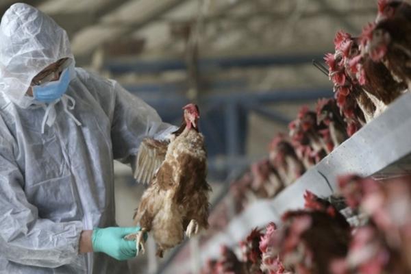 Mykoplasmose bei Haushühnern