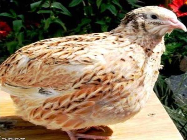 Phönix Hühnerrasse