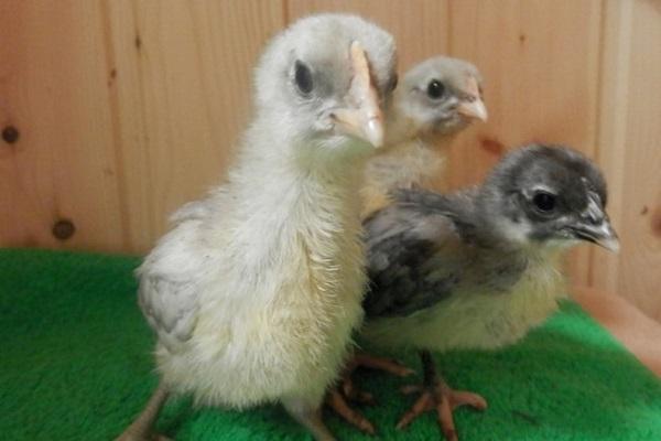 young chicks
