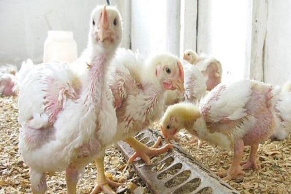 Krankheit und Vögel