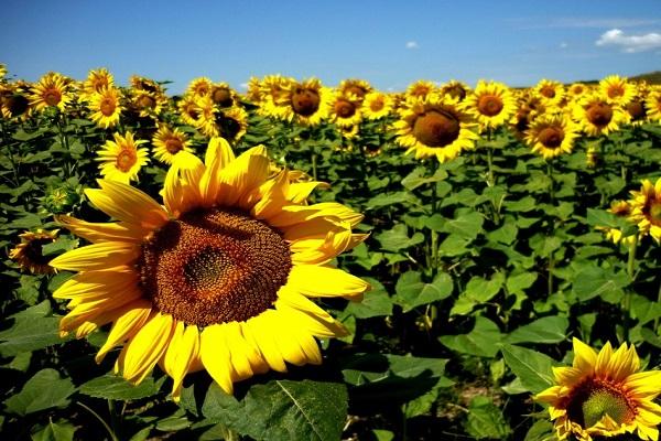 tournesol dans le champ