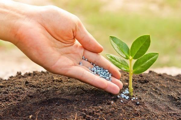 verser pour la plante