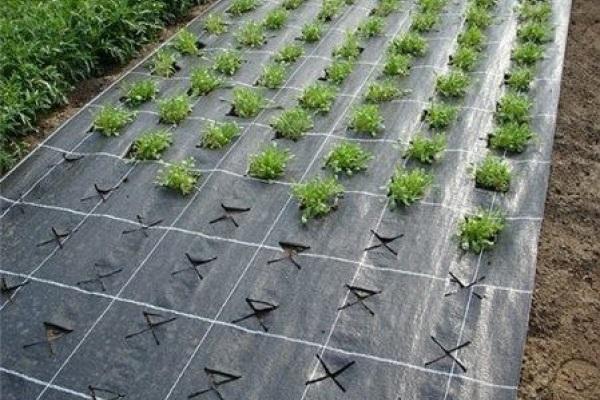 Schutz für den Winter