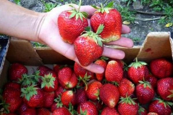 Délicatesse de Moscou