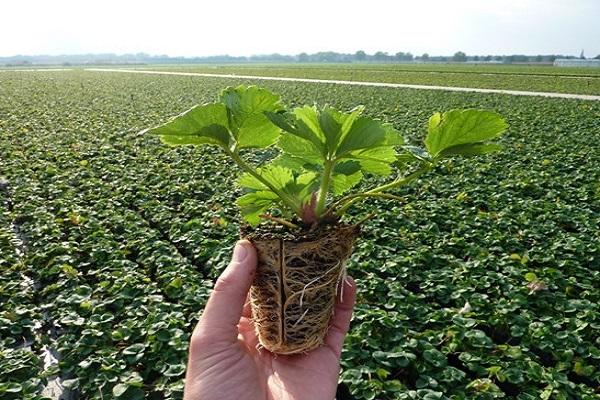 les semis ont poussé