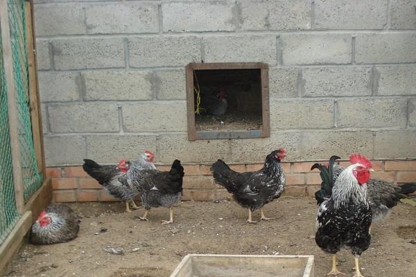 les oiseaux grandissent