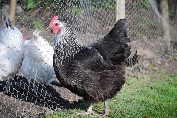 caractéristique de race