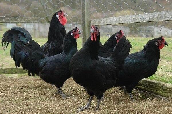 in einem Käfig aufbewahren