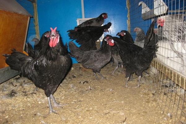 unter Quarantäne gestellte Vögel