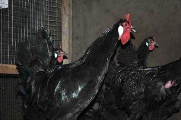 Hühner in einem Hühnerstall