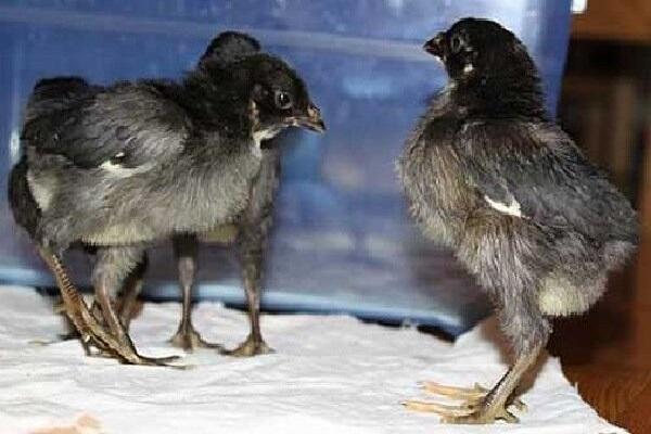 Aussehen von Hühnern