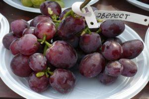 Description et subtilités de la culture du raisin Everest
