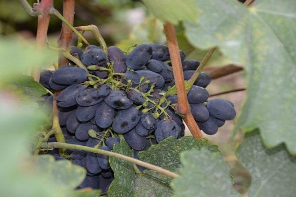 baies sur les branches