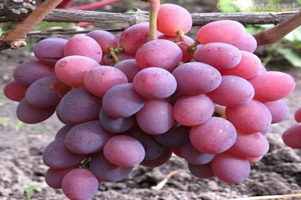 das Gedächtnis des Chirurgen