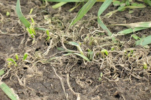 beschädigte Pflanzen