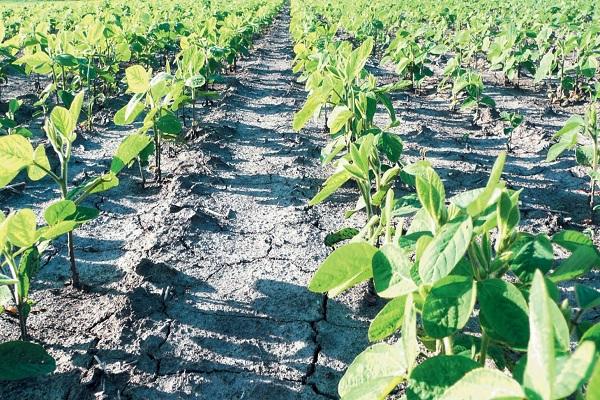 champ avec des plantes