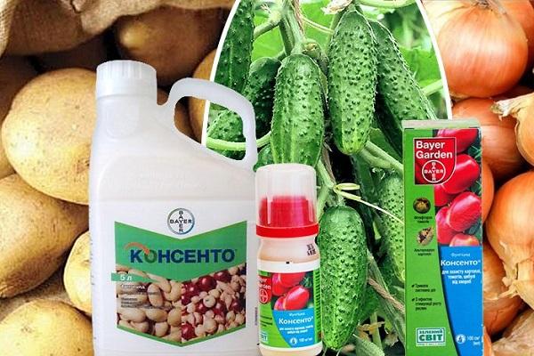 bouteille de Consento KS