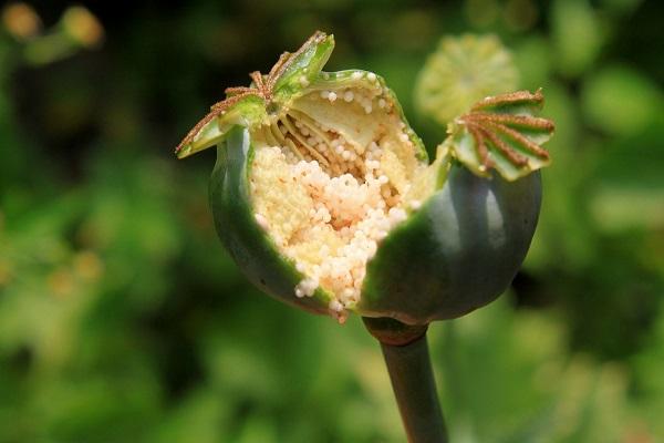 self-sowing poppy