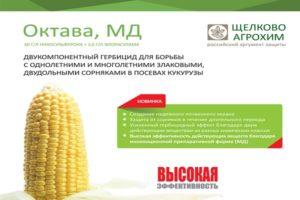 Instructions pour l'utilisation de l'herbicide Octava, taux de consommation et analogues