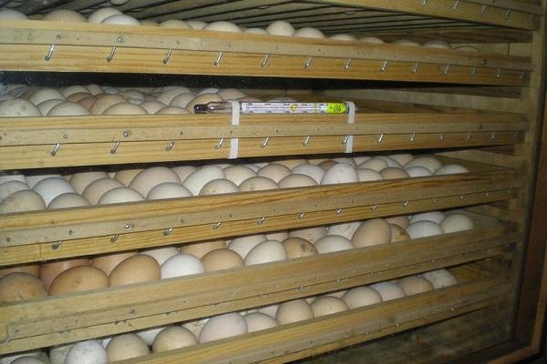 il y a un thermomètre