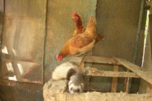 Comment se débarrasser rapidement de la belette dans un poulailler et règles pour lutter contre les prédateurs