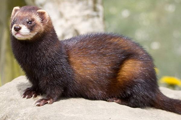 Streicheleinheiten bekämpfen