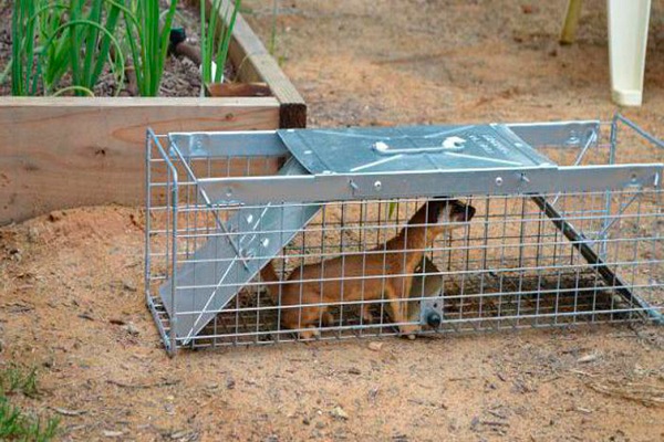 hausgemachte Mausefalle