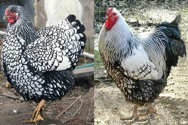 poulets wyandot