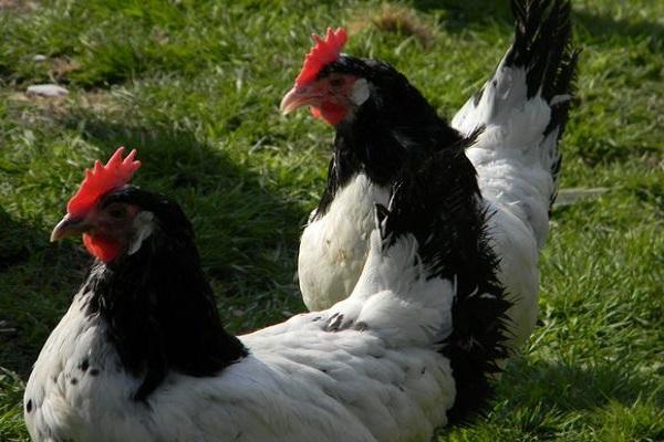 Jakobsmuschelkrankheit