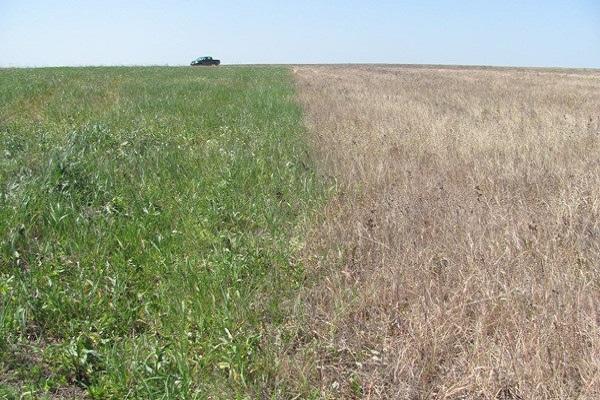 toxicity in the field