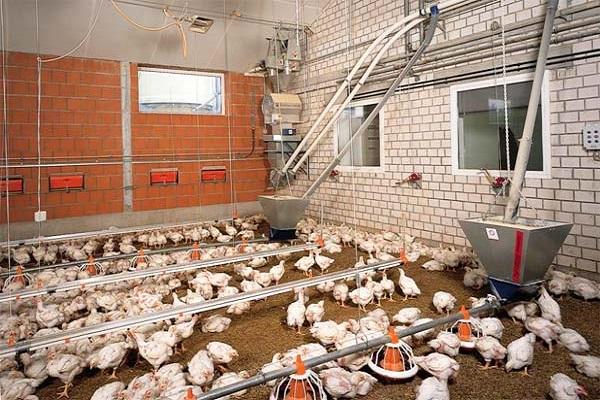 nach Hause Hühnerstall