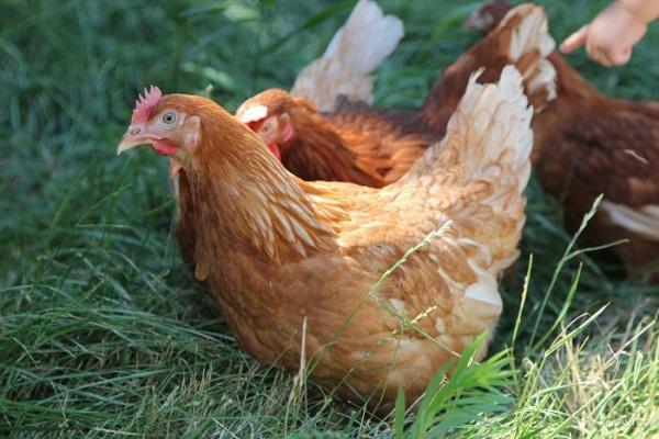 Why chickens sometimes lay small eggs and how best to solve the problem