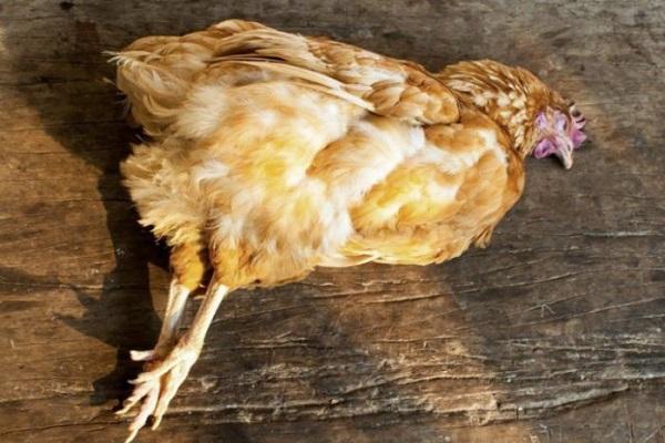 Why chickens sometimes lay small eggs and how best to solve the problem
