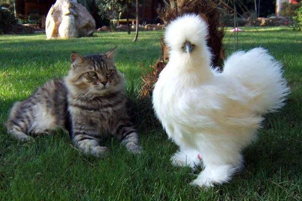 chat au poulet