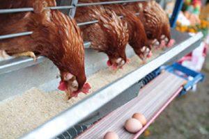 Wie viel Fischmehl soll man Legehennen geben, welche Vorteile und Regeln für die Verwendung verschiedener Arten