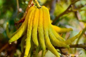 Description du cédrat de la variété Buddha Hand, règles de plantation et d'entretien à domicile