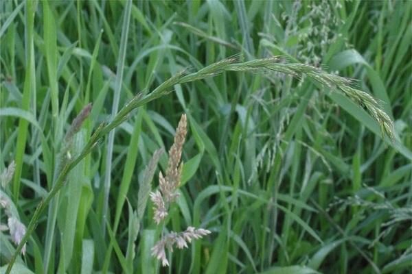 herbe de blé rampante