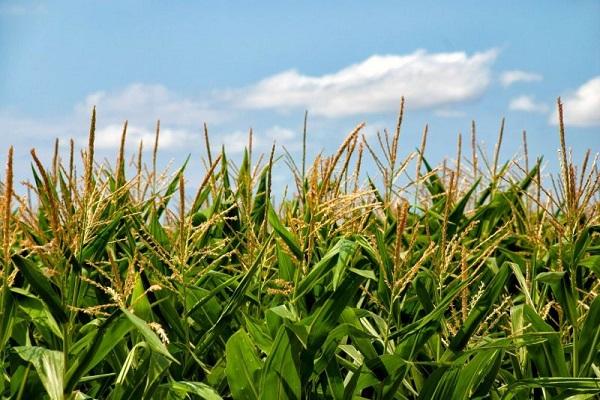 efficacité de l'usine