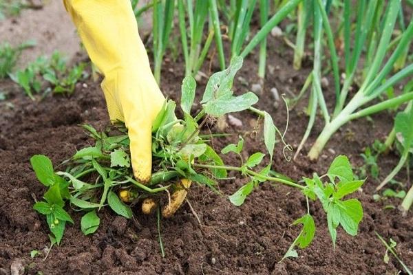 éliminer les mauvaises herbes