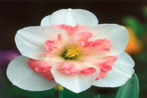 Description and subtleties of growing a daffodil variety Pink Wonder