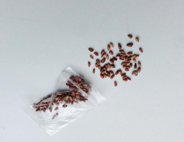 Narzisse Sunny Side Up Seeds