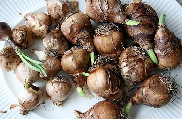 pari britannique jonquille